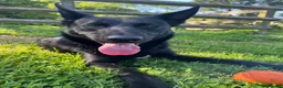 Mixed Breed dogs for sale: Koba  in Windermere - Advert 5