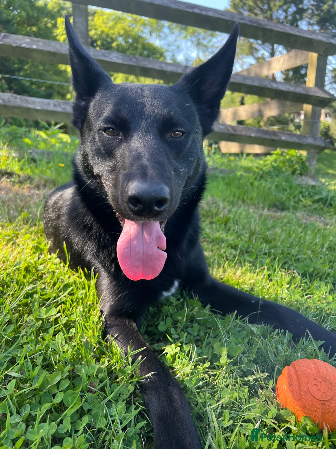 Mixed Breed dogs for sale: Koba  in Windermere - Advert 5
