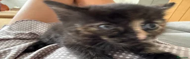 Tabby Female