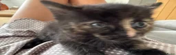 Mixed Breed cats for sale: Gorgeous little kittens - Advert 13