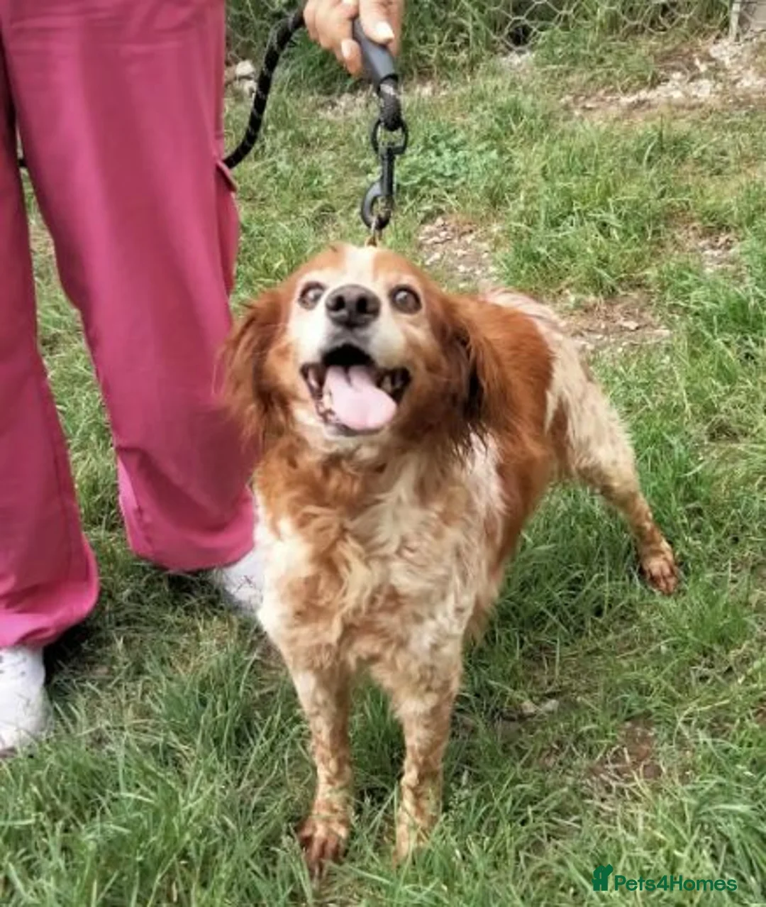Brittany Spaniel dogs for adoption: Quila in Barnoldswick - Advert 2