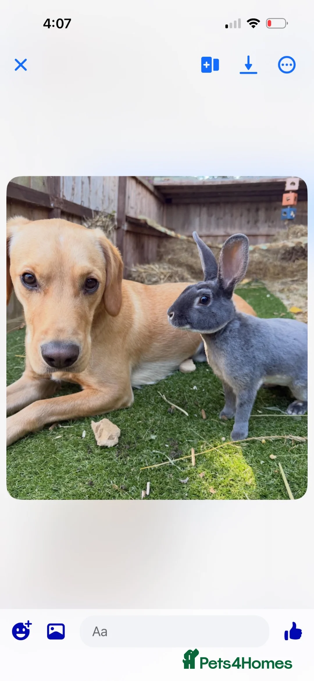 Rex rabbits for sale: 2 male Rex bunnies  - Advert 4