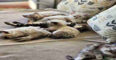 Ragdoll cats - Advert 13