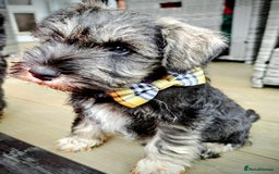Miniature Schnauzer dogs for sale: Forever Homes Wanted: 2 Schnauzer Boys 🐶 - Image 3