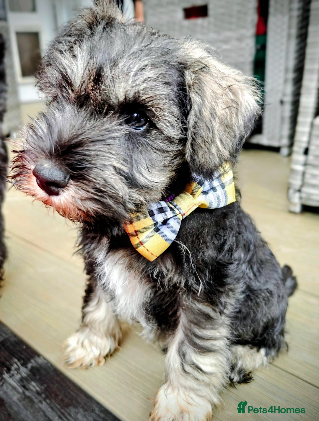 Miniature Schnauzer dogs for sale: Forever Homes Wanted: 2 Schnauzer Boys 🐶 - Image 3