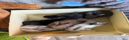 Mixed Breed rabbits for sale: ✨🐇Cute Mixed Breed Baby Bunnies Available😍🐇 - Advert 11