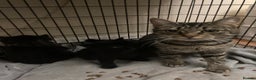 Maine Coon cats for sale: Maine coon  - Advert 2