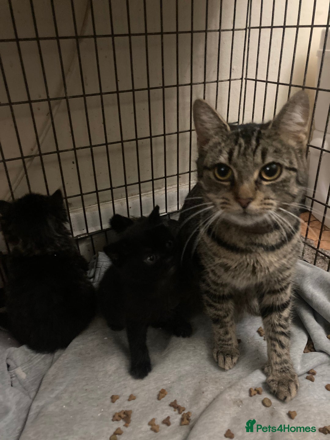 Maine Coon cats for sale: Maine coon  - Advert 2