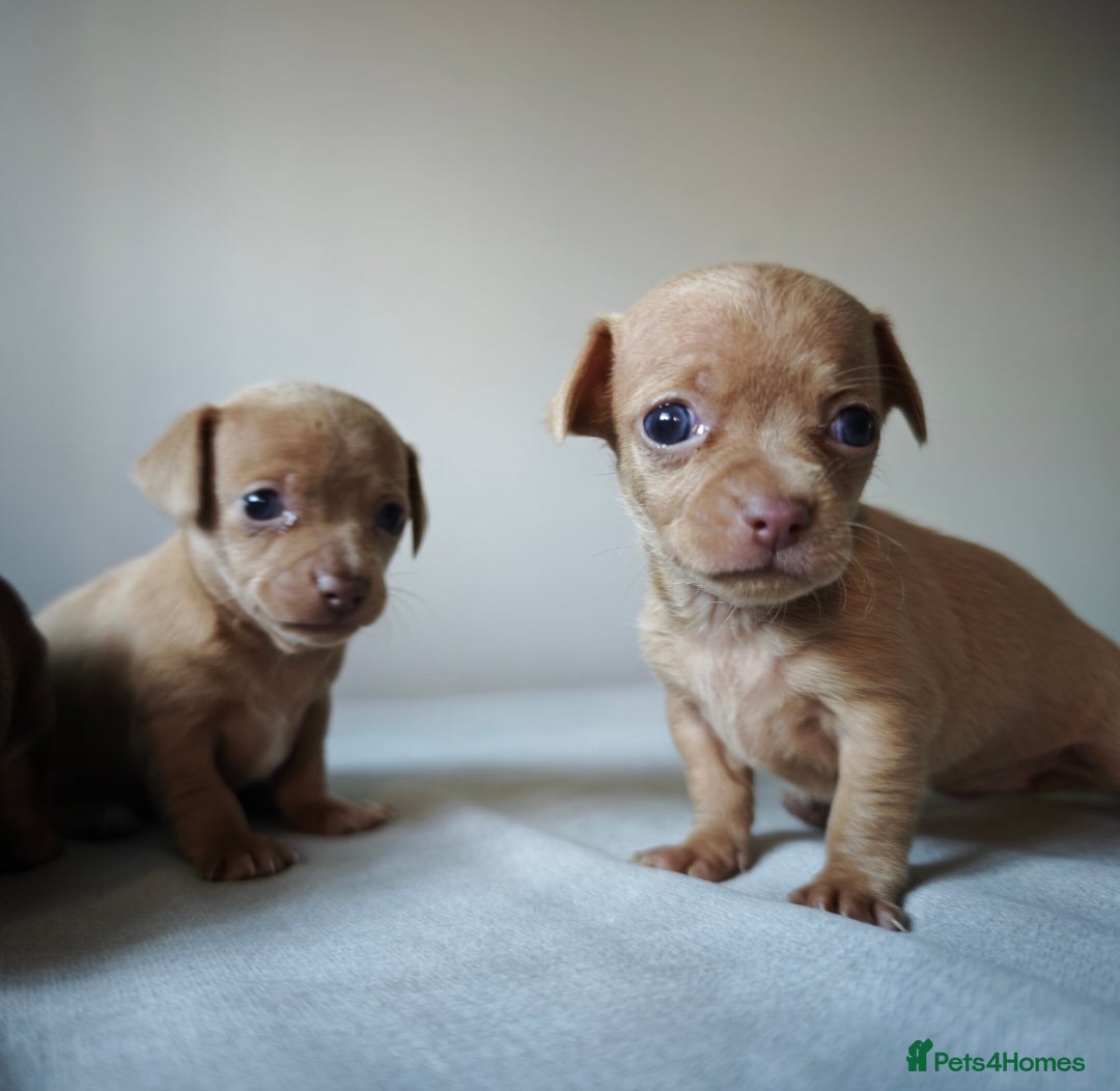 Chiweenie dogs for sale: Stunning Micro Chiweenie Litter - Smallest in UK - Advert 12