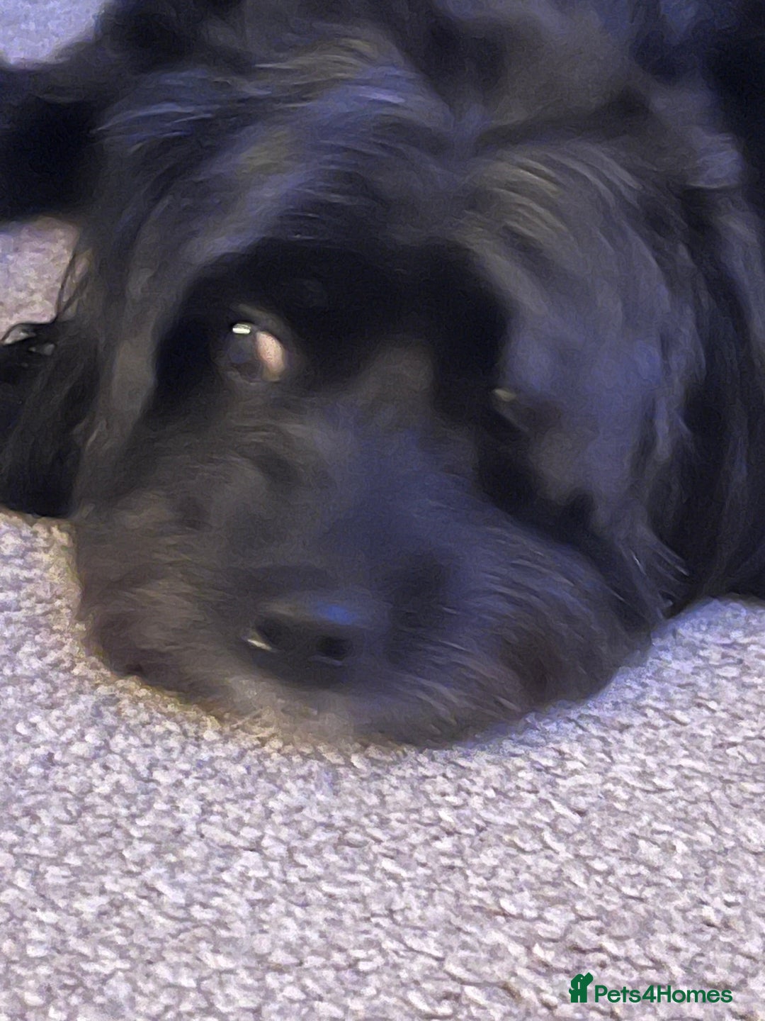 Cavapoo dogs for sale: STUNNING F1b REVERSE Cavapoos - Advert 9