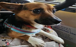 Mixed Breed dogs for sale: Theo, cavalier × chihuahua× jack Russell  - Image 3