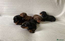 Miniature Dachshund dogs for sale: Miniature dachshunds  - Image 3