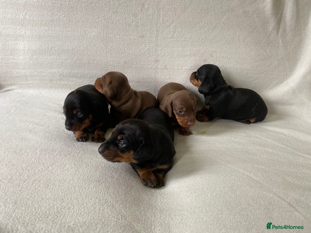 Miniature Dachshund dogs for sale: Miniature dachshunds  - Image 3