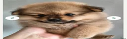 Pomeranian dogs for sale: Toy Pomeranians Puppies 🐻🐻🐻 - Advert 9