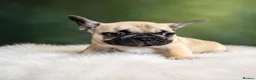 French Bulldog dogs for sale: ❤️3 beautiful french bulldog puppies❤️ - Advert 6