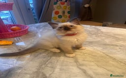 Ragdoll cats for sale: Christmas Ragdoll kitten dolls available  - Image 6