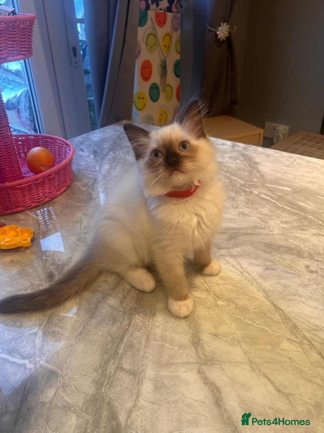 Ragdoll cats for sale: Christmas Ragdoll kitten dolls available  - Image 6