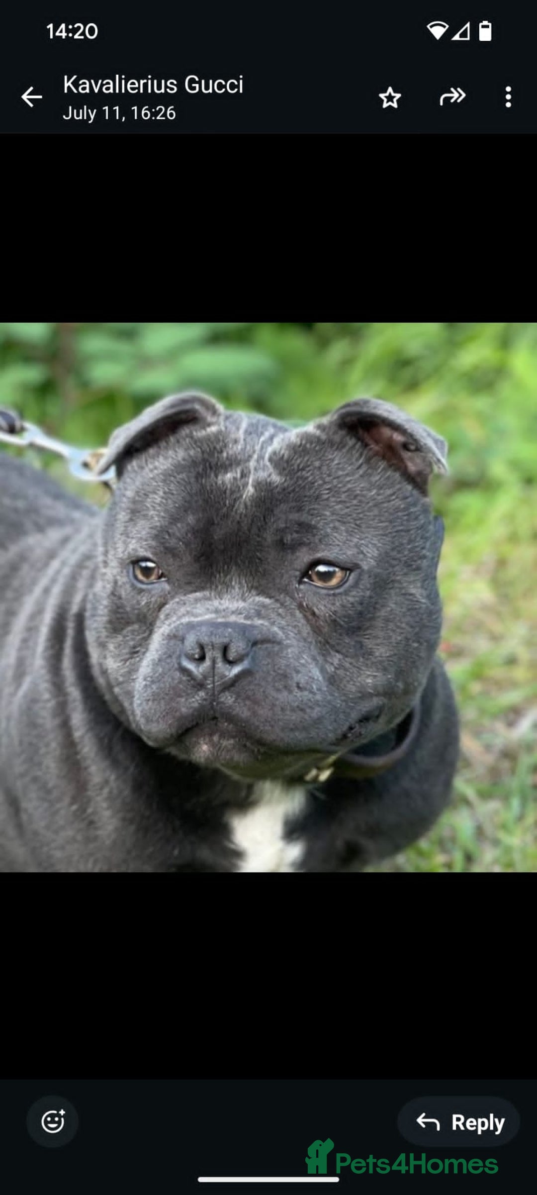 Staffordshire Bull Terrier dogs for sale: Kc Registered staff bull terrier blue  brindle  - Image 10
