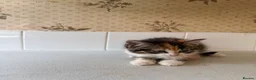 Mixed Breed cats for sale: 🐱 Beautiful Kittens Looking For Their Homes 🐱 in Birmingham - Advert 22