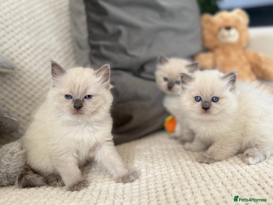 Ragdoll cats for sale: Stunning Bluepoint Ragdoll Kittens for sale - Image 31