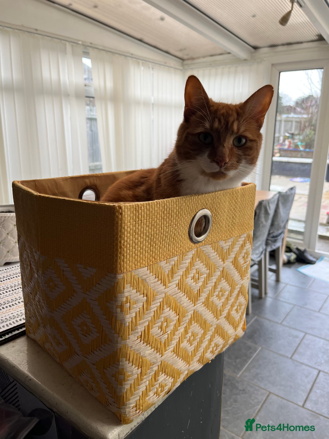 Domestic Shorthair cats for sale: Two cats for rehoming   - Advert 10