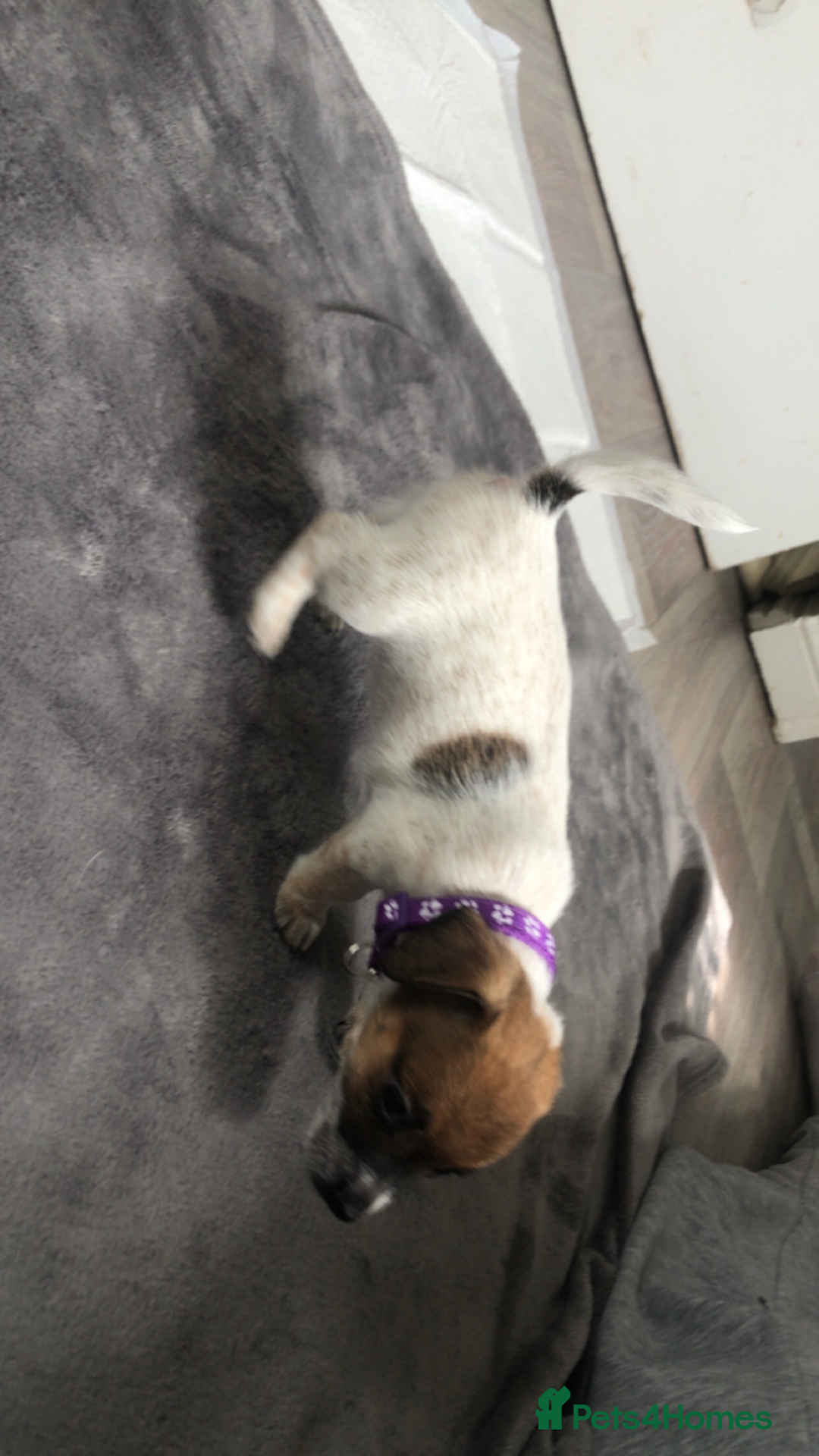 Jack Russell dogs for sale: 2 beautiful miniature jack Russell puppys - Image 9