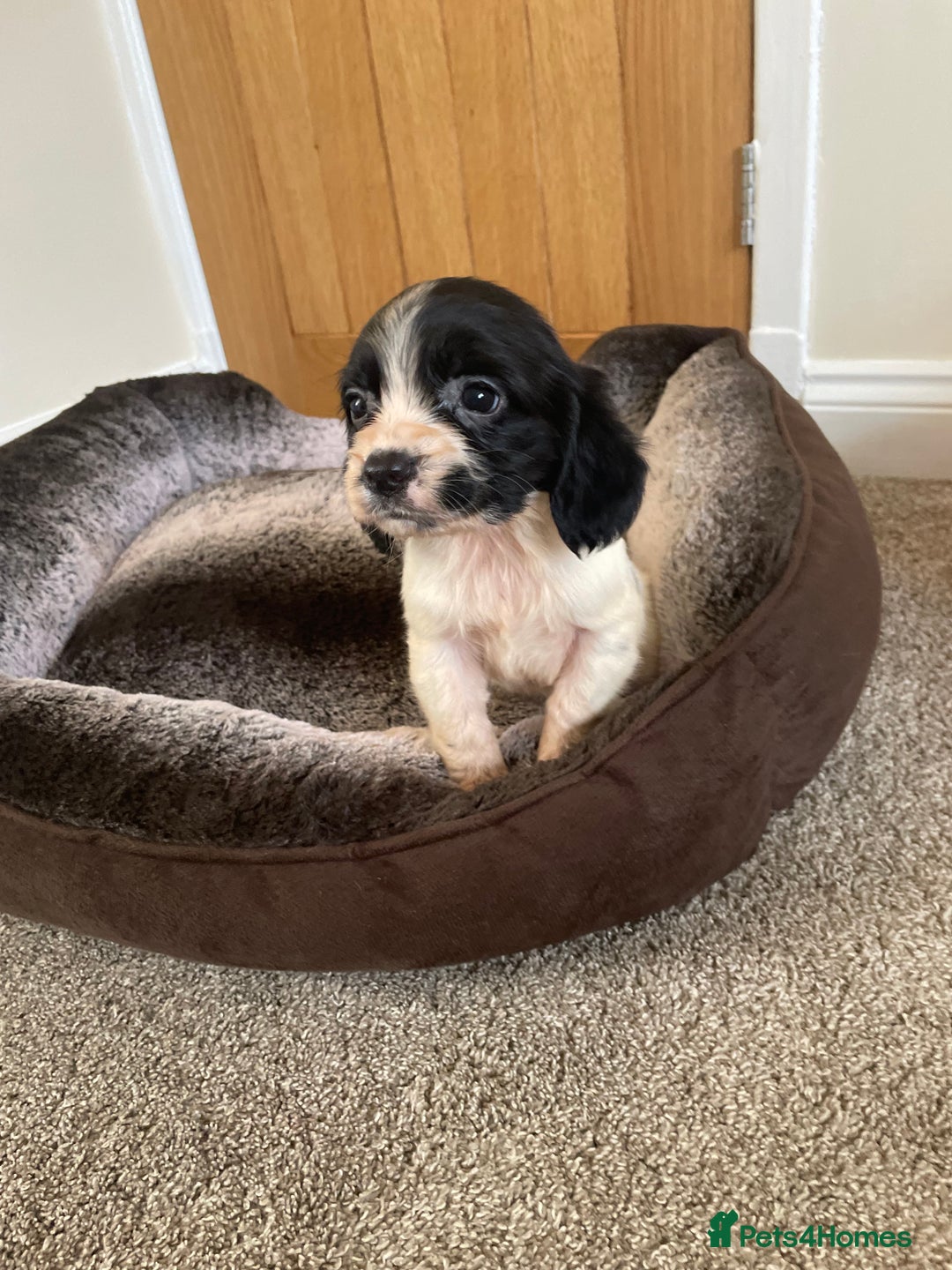 Cocker Spaniel dogs for sale: Cocker spaniel puppies  - Image 9