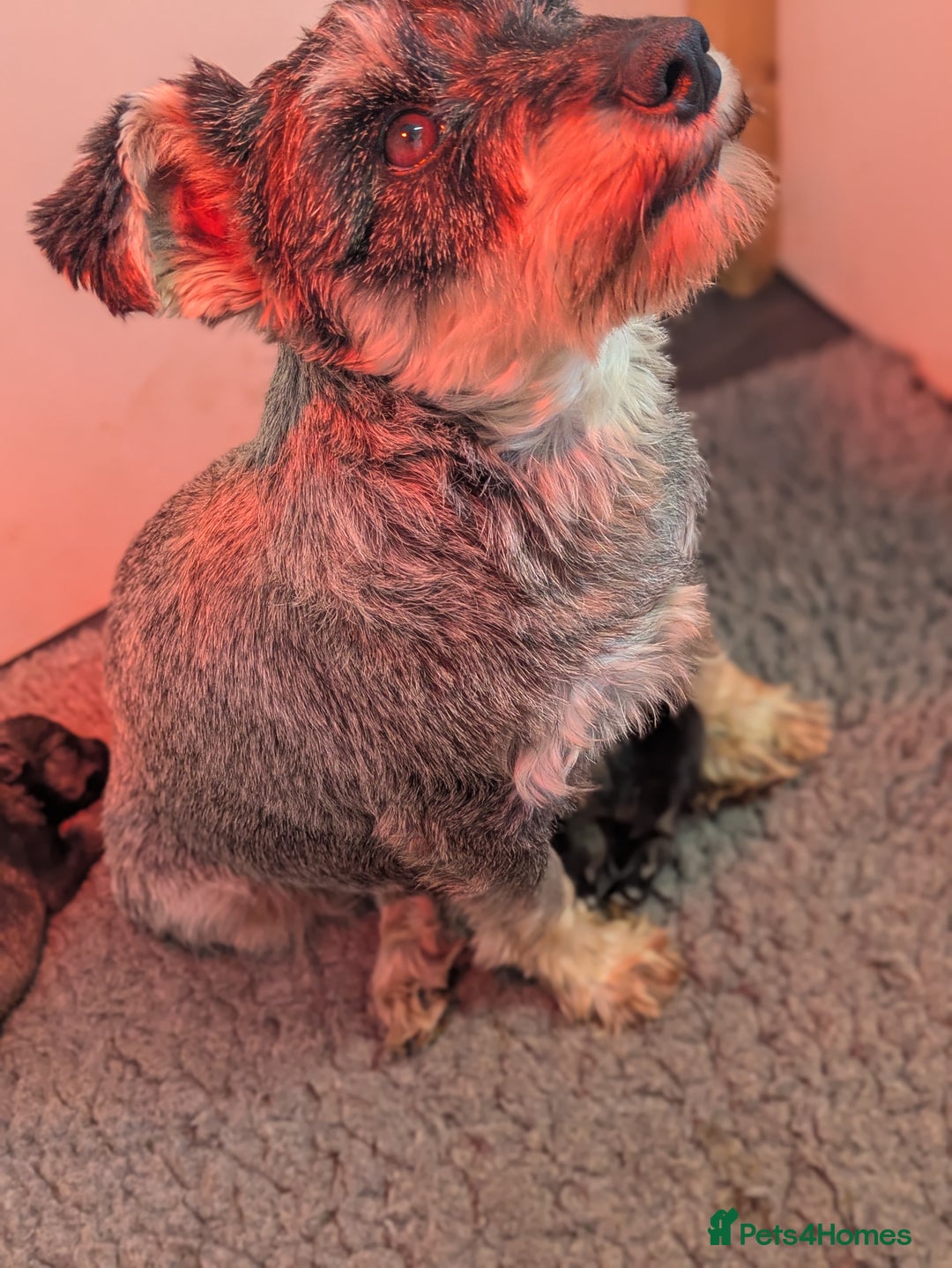 Miniature Schnauzer dogs for sale: Fully Health Tested Clear Miniature Schnauzer Boy - Advert 7