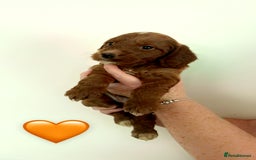 Cockapoo dogs for sale: **REDUCED** READY TO GO GIRL MINIATURE COCKAPOOS  - Image 10