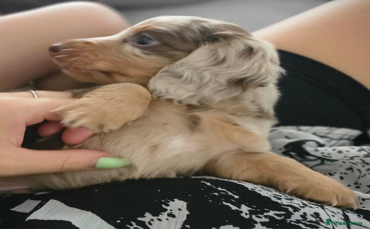 Dachshund dogs - Advert 13