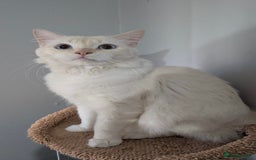 Ragdoll cats for stud: Handsome Genetically Tested Flame-Point for Stud - Image 1