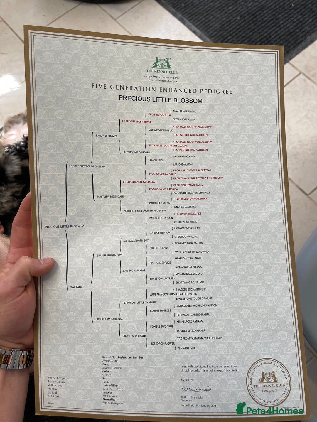 Cockapoo dogs for stud: Merle F1 Cockapoo (Proven) for stud in Penrith - Advert 13