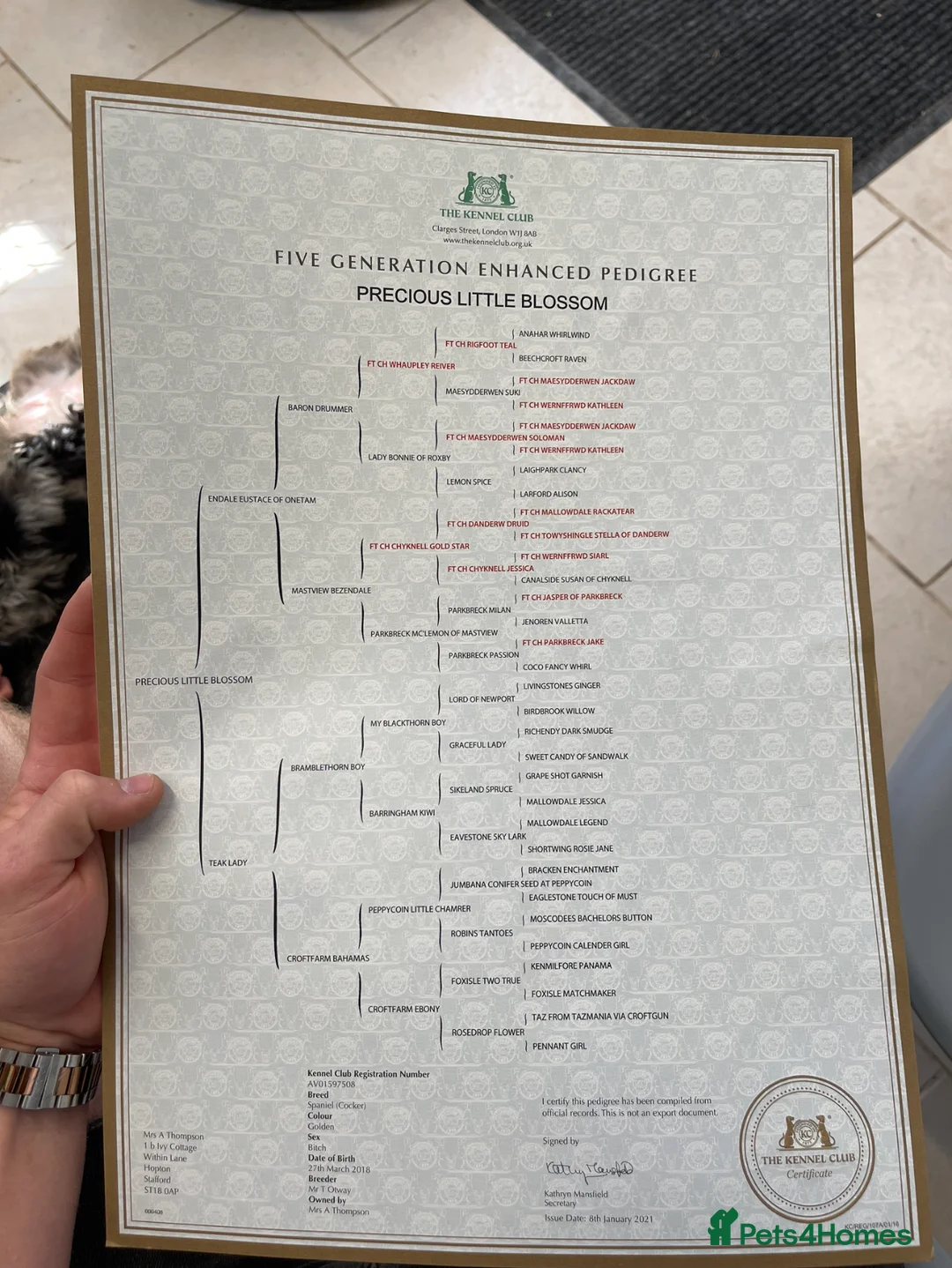 Cockapoo dogs for stud: Merle F1 Cockapoo (Proven) for stud in Penrith - Advert 13