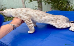 Keetso cats for sale: The best Keetso boy ever  - Image 16
