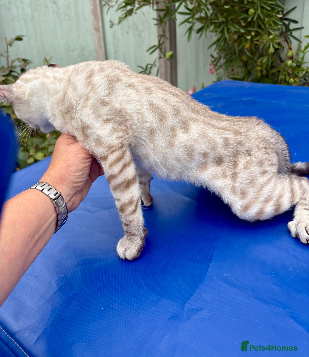 Keetso cats for sale: The best Keetso boy ever  - Image 16