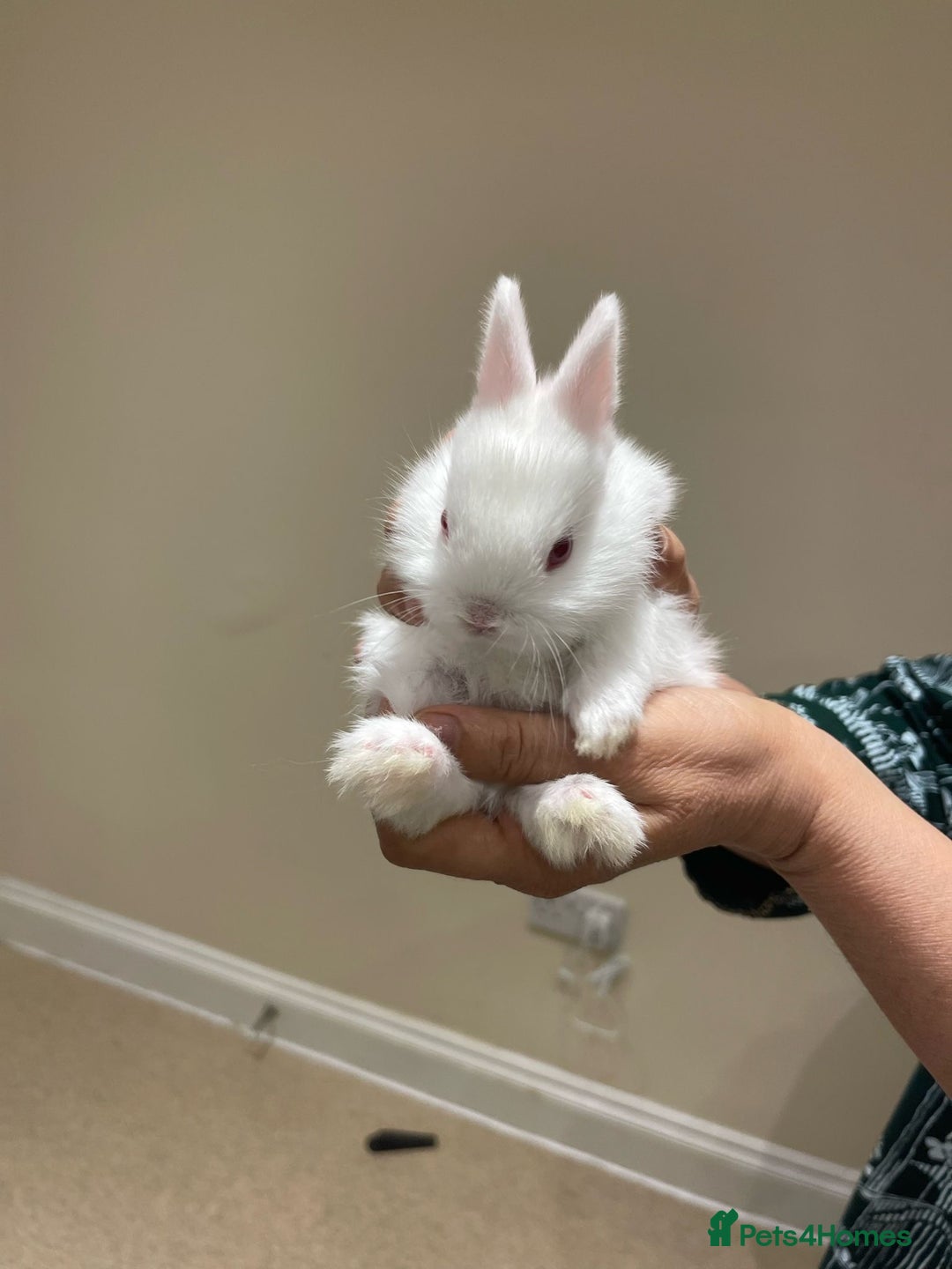 Netherland Dwarf rabbits for sale: Netherland Dwarf Bunnies  - Advert 5
