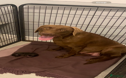 Labrador Retriever dogs for sale: Labradors Chunky chocolate x2 males  - Image 10