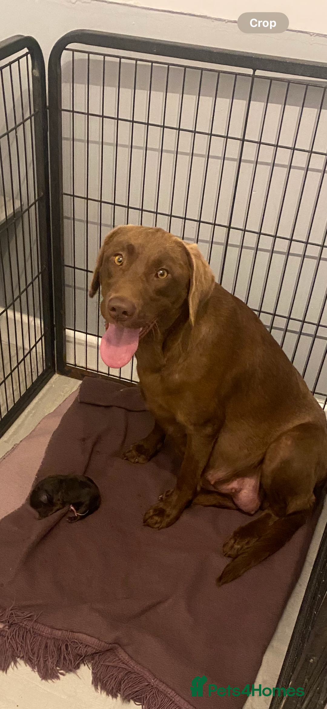 Labrador Retriever dogs for sale: Labradors Chunky chocolate x2 males  - Image 10