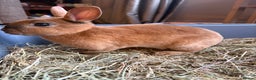 Rex rabbits for sale: Mini Rex Bunnies  - Advert 7