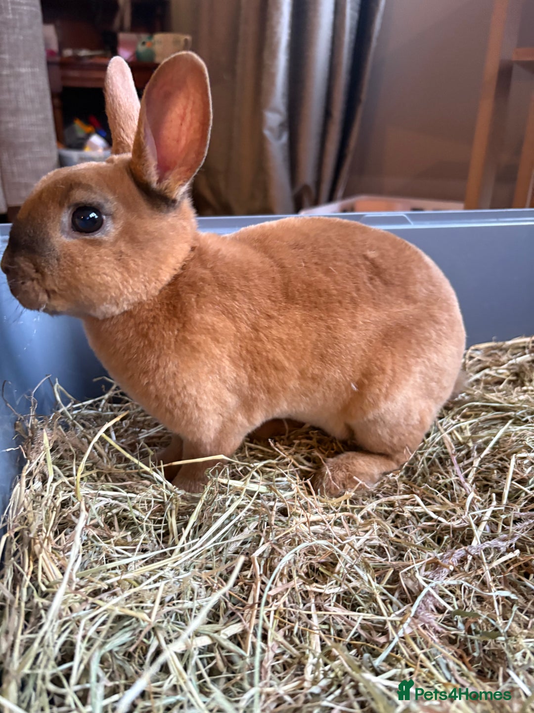 Rex rabbits for sale: Mini Rex Bunnies  - Advert 7