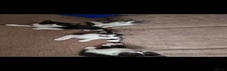 British Shorthair cats for sale: Mixed british short-hair kittens  - Advert 6