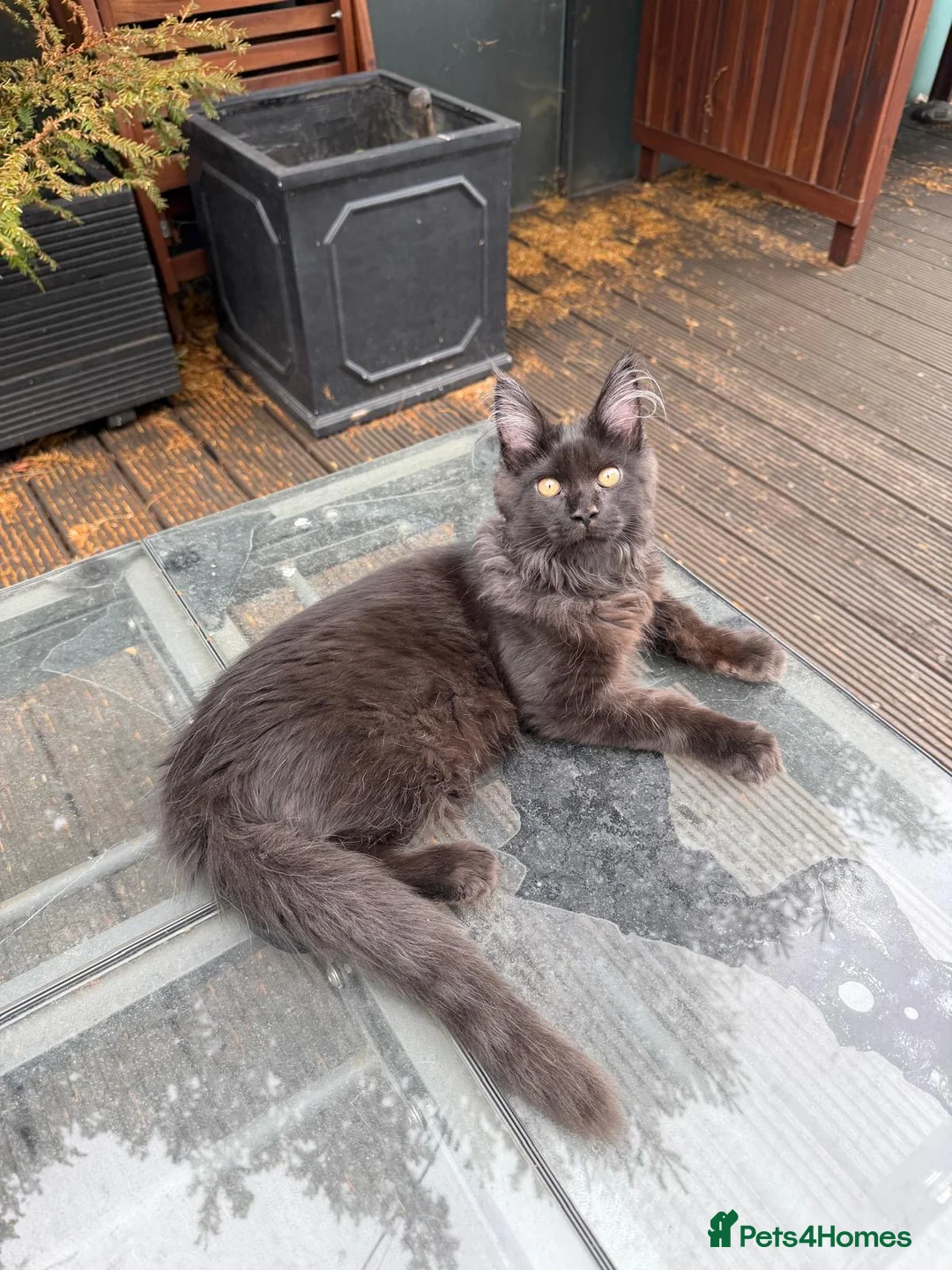 Maine Coon cats for sale: 🖤🐾 4 months Black Silver Maine Coon Boy  🐾🖤 - Advert 2