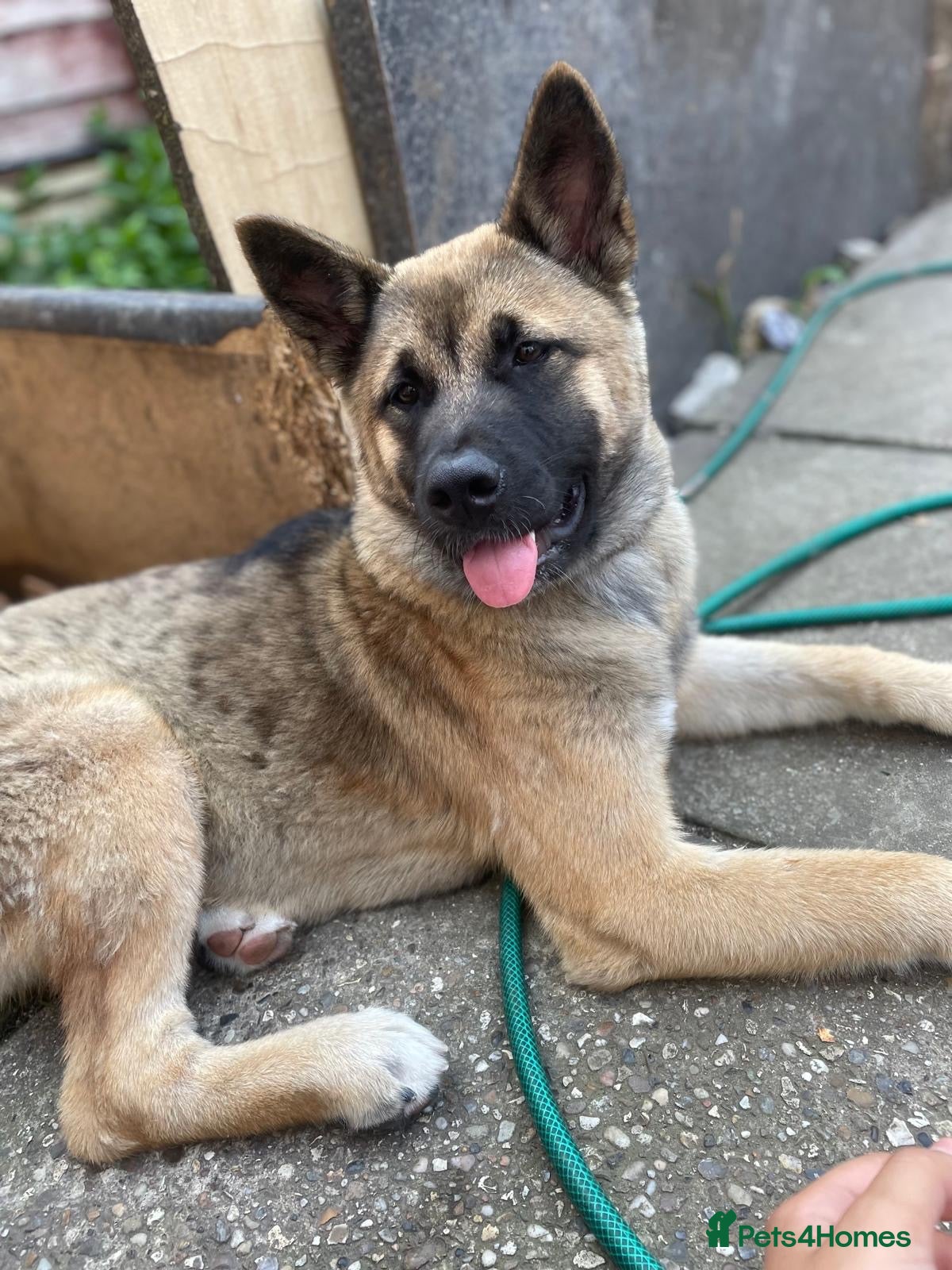 Mixed Breed dogs Cross German shepherd x Akita pup - Advert 3