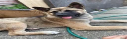 Mixed Breed dogs for sale: Cross German shepherd x Akita pup in Southend-on-Sea - Advert 1
