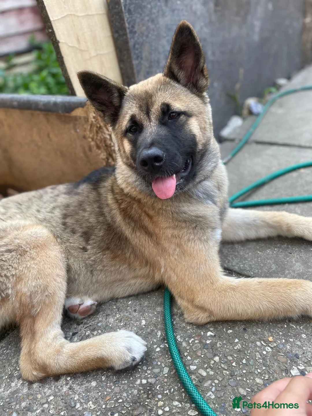 Mixed Breed dogs for sale: Cross German shepherd x Akita pup in Southend-on-Sea - Advert 1