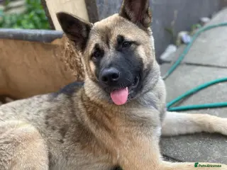 Mixed Breed dogs Cross German shepherd x Akita pup - Advert 3