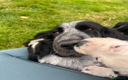 Cocker Spaniel dogs for sale: Stunning KC health tested Cocker pups  - Image 13