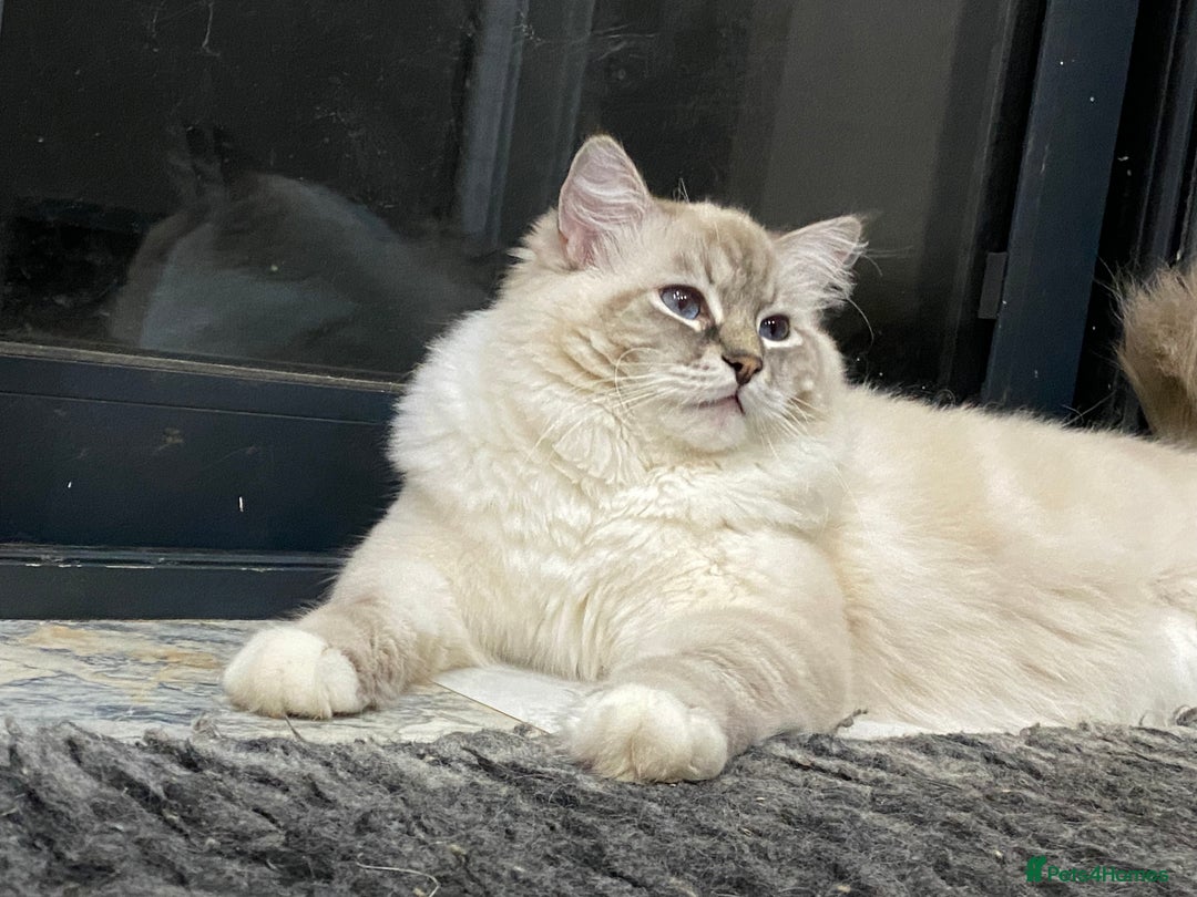Ragdoll cats for sale: Blue Lynx TICA boy  - Image 7