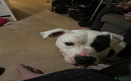 Mixed Breed dogs for sale: Tall staff cross  - Image 2