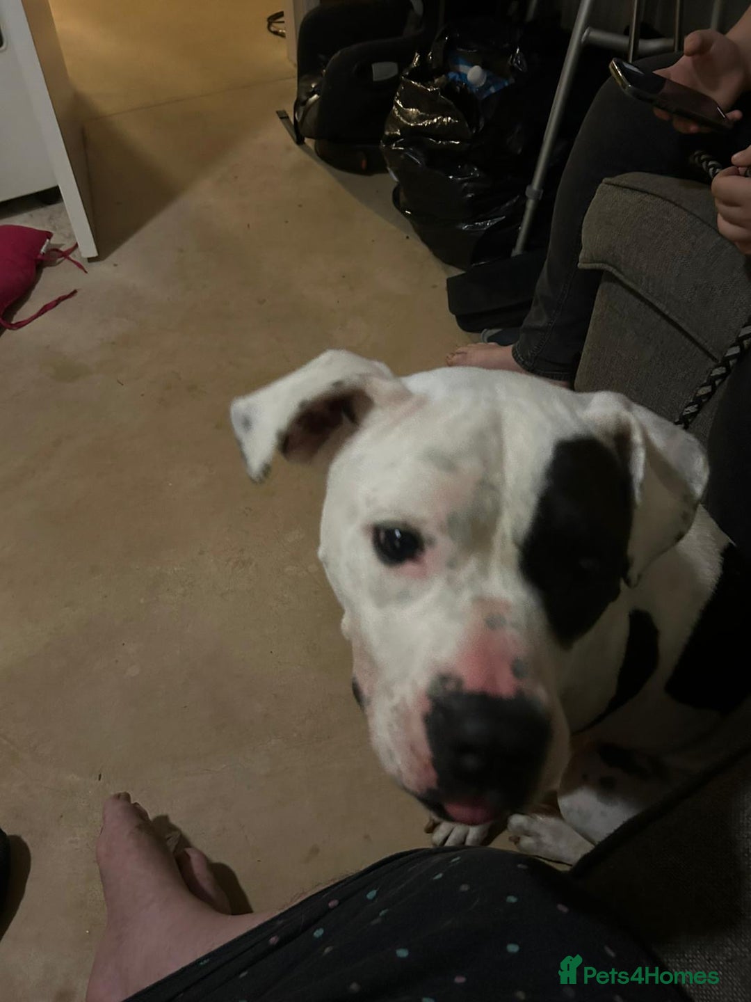 Mixed Breed dogs for sale: Tall staff cross  - Image 2
